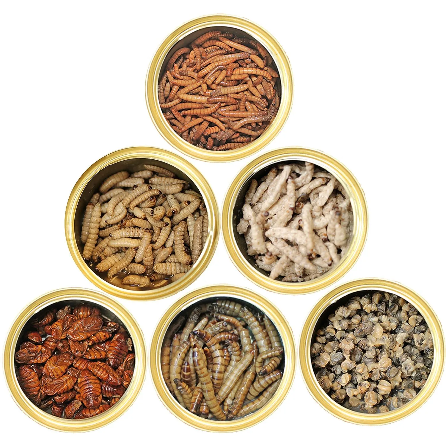 Canned Insect Assortment