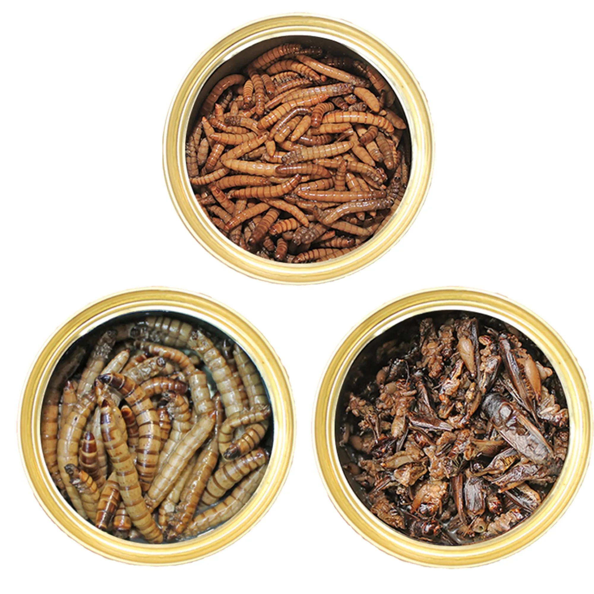 Canned Insect Assortment