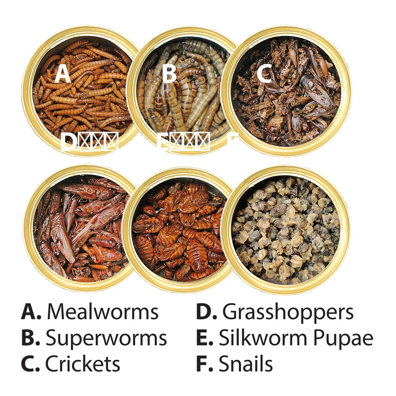 Canned Insect Assortment