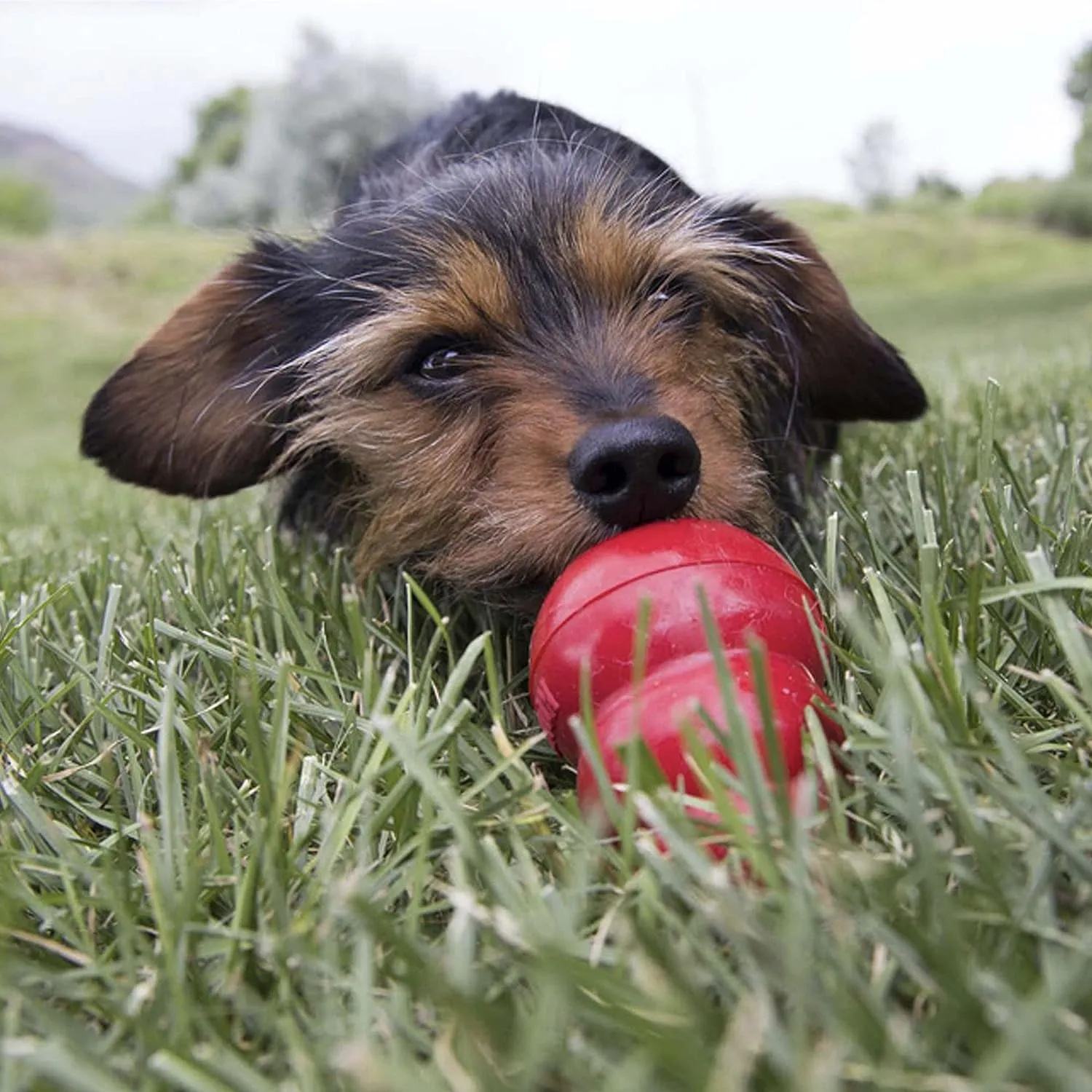 Kong Stuff'N USA Easy Treat Peanut Butter Dog Treat