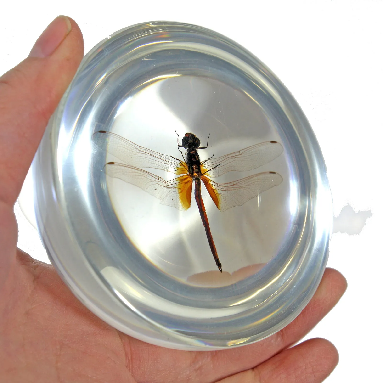 SS220<br/>Dragonfly Dome<br/>