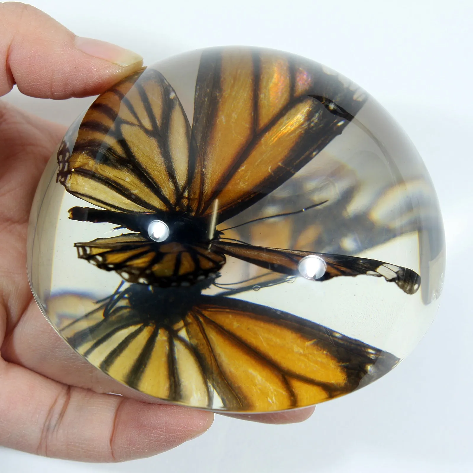 SS284<br/>Common Tiger Butterfly Dome