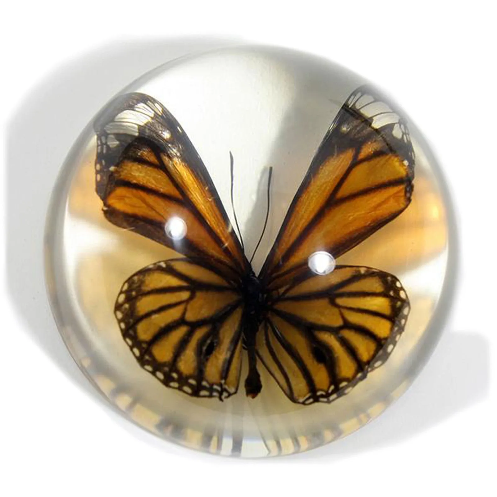 SS284<br/>Common Tiger Butterfly Dome