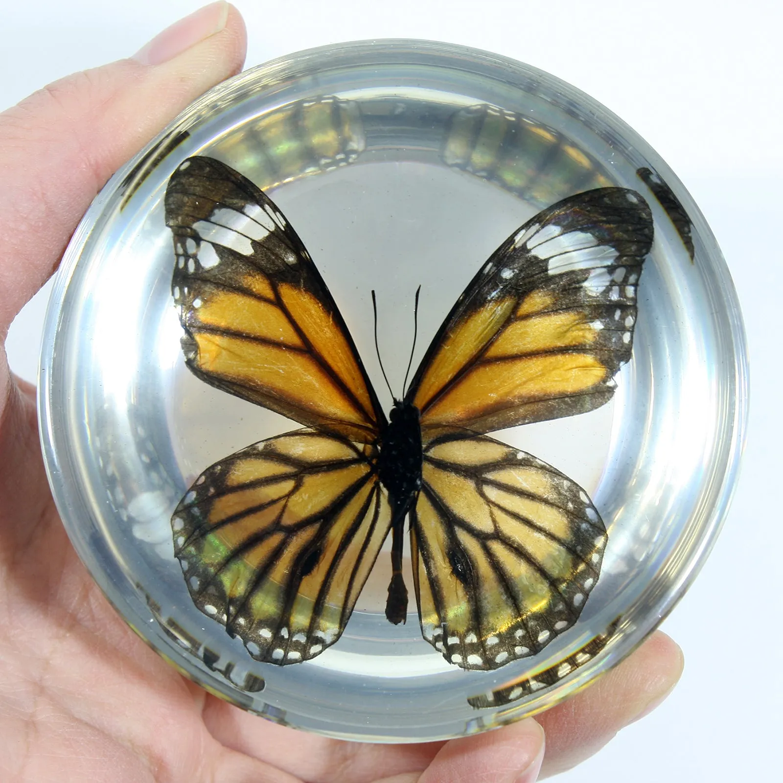 SS284<br/>Common Tiger Butterfly Dome